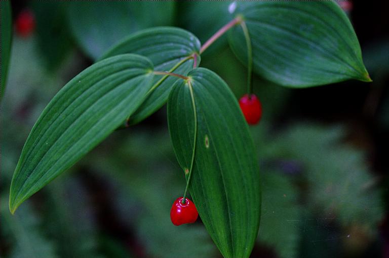 Hengdian Raspberry Specimens — Biodiversity of the Hengduan Mountains