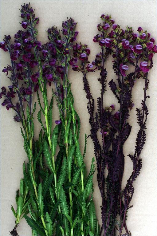 Pedicularis trichoglossa (left); P. rhodotricha (right)