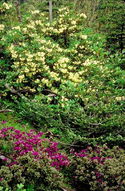 Rhododendron wardii W. W. Smith.  Shrubs 3-4 m tall; on slopes at edge of forest\r\n
