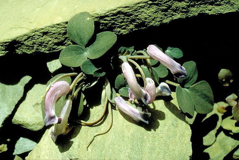 Corydalis benecincta W. W. Smith Corydalis benecincta W. W. Smith