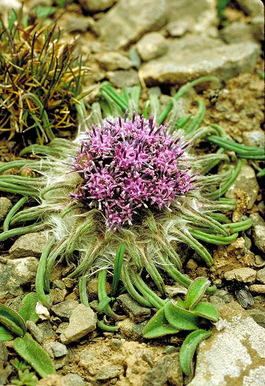 Saussurea wellbyi Hemsley Saussurea wellbyi Hemsley
