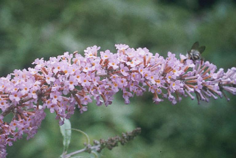 Buddleja davidii Franchet Buddleja davidii Franchet