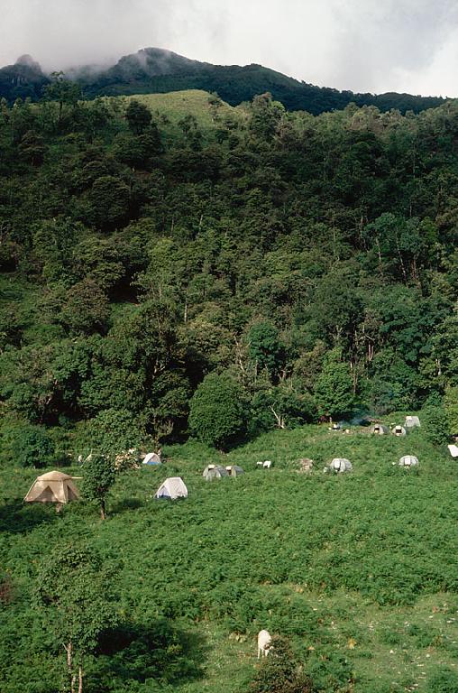 Chinese and American tents. Base camp in Pteridium dominated clearing at Malutang Chinese and American tents. Base camp in Pteridium dominated clearing at Malutang