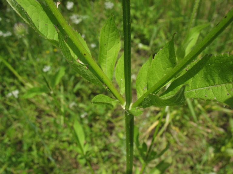MIddle stem leaves.