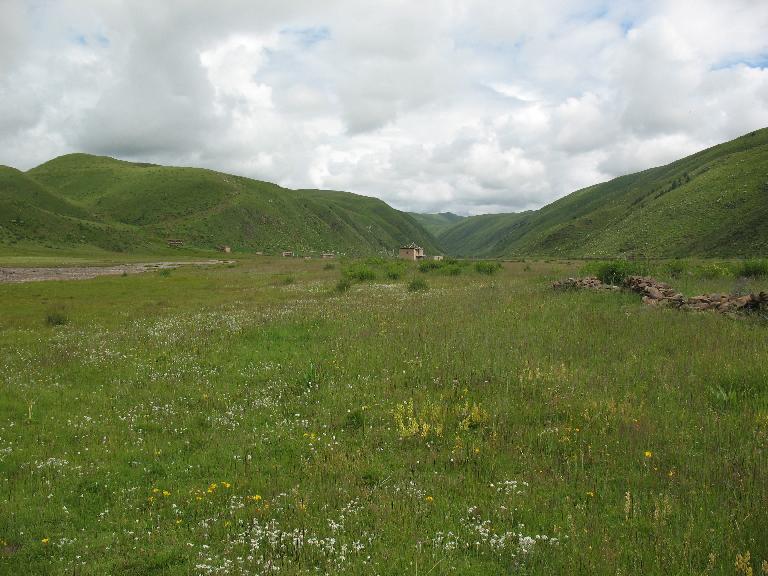 Sichuan:Rangtang (Zamtang) Xian. N of the city of Rangtang (Zamtang) on road to Aba Xian, then E on road to Zhong Rangtang along Maierdi-anma (river), then S along stream ca. half way to Chotuo. 3570-3730 m elevation.