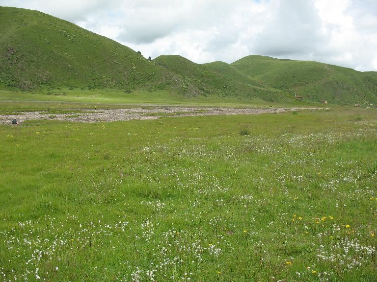 Sichuan:Rangtang (Zamtang) Xian. N of the city of Rangtang (Zamtang) on road to Aba Xian, then E on road to Zhong Rangtang along Maierdi-anma (river), then S along stream ca. half way to Chotuo. 3570-3730 m elevation.