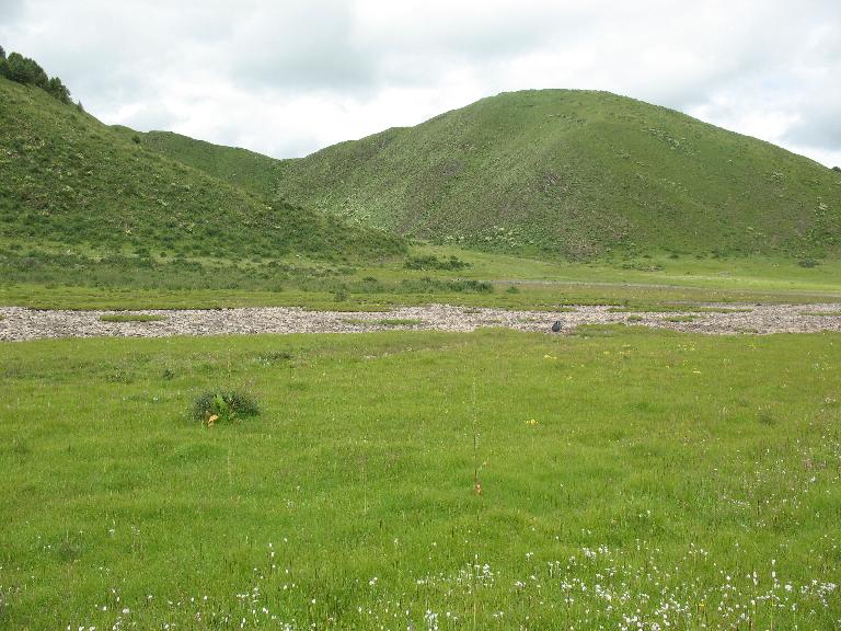 Sichuan:Rangtang (Zamtang) Xian. N of the city of Rangtang (Zamtang) on road to Aba Xian, then E on road to Zhong Rangtang along Maierdi-anma (river), then S along stream ca. half way to Chotuo. 3570-3730 m elevation.