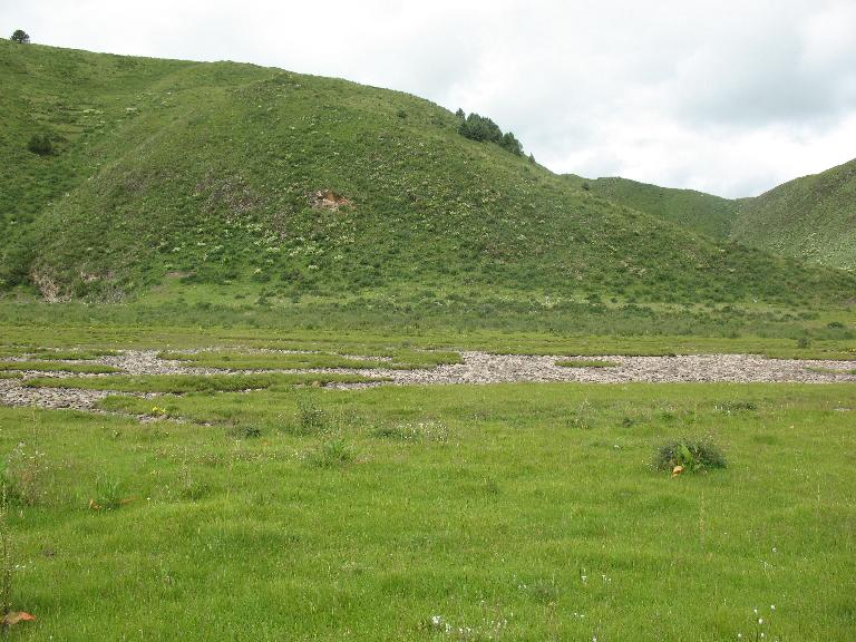 Sichuan:Rangtang (Zamtang) Xian. N of the city of Rangtang (Zamtang) on road to Aba Xian, then E on road to Zhong Rangtang along Maierdi-anma (river), then S along stream ca. half way to Chotuo. 3570-3730 m elevation.