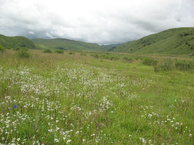 Sichuan:Rangtang (Zamtang) Xian. N of the city of Rangtang (Zamtang) on road to Aba Xian, then E on road to Zhong Rangtang along Maierdi-anma (river), then S along stream ca. half way to Chotuo. 3570-3730 m elevation.