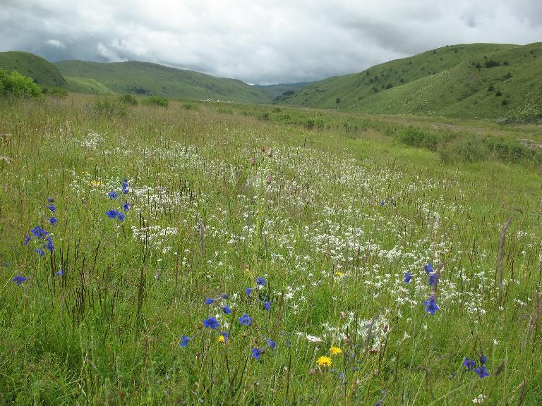 Sichuan: Rangtang (Zamtang) Xian. N of the city of Rangtang (Zamtang) on road to Aba Xian, then E on road to Zhong Rangtang along Maierdi-anma (river), then S along stream ca. half way to Chotuo. 3570-3730 m elevation.
