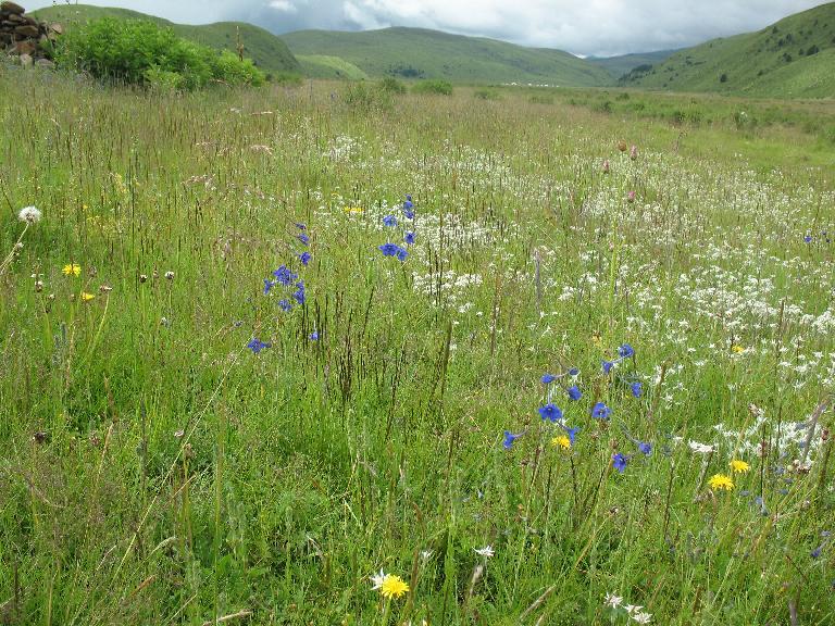 Sichuan: Rangtang (Zamtang) Xian. N of the city of Rangtang (Zamtang) on road to Aba Xian, then E on road to Zhong Rangtang along Maierdi-anma (river), then S along stream ca. half way to Chotuo. 3570-3730 m elevation.
