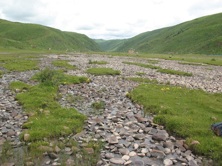 Sichuan: Rangtang (Zamtang) Xian. N of the city of Rangtang (Zamtang) on road to Aba Xian, then E on road to Zhong Rangtang along Maierdi-anma (river), then S along stream ca. half way to Chotuo. 3570-3730 m elevation.