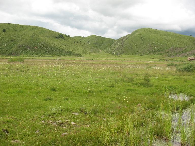 Sichuan: Rangtang (Zamtang) Xian. N of the city of Rangtang (Zamtang) on road to Aba Xian, then E on road to Zhong Rangtang along Maierdi-anma (river), then S along stream ca. half way to Chotuo. 3570-3730 m elevation.