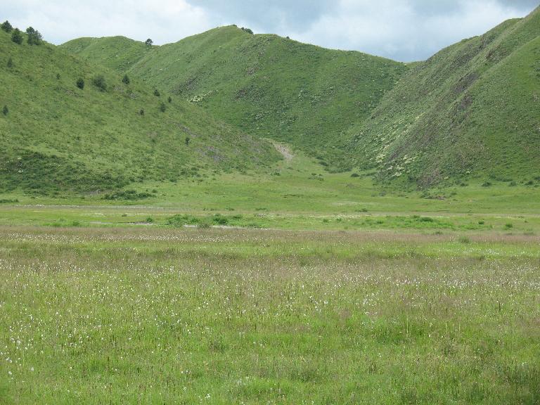 Sichuan: Rangtang (Zamtang) Xian. N of the city of Rangtang (Zamtang) on road to Aba Xian, then E on road to Zhong Rangtang along Maierdi-anma (river), then S along stream ca. half way to Chotuo. 3570-3730 m elevation.