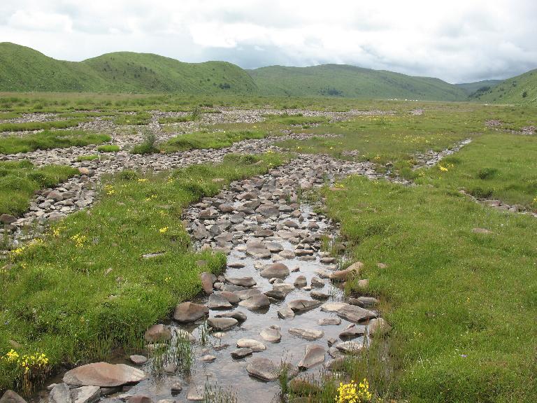 Pedicularis longiflora - plants with yellow flowers on margins of rocky stream.