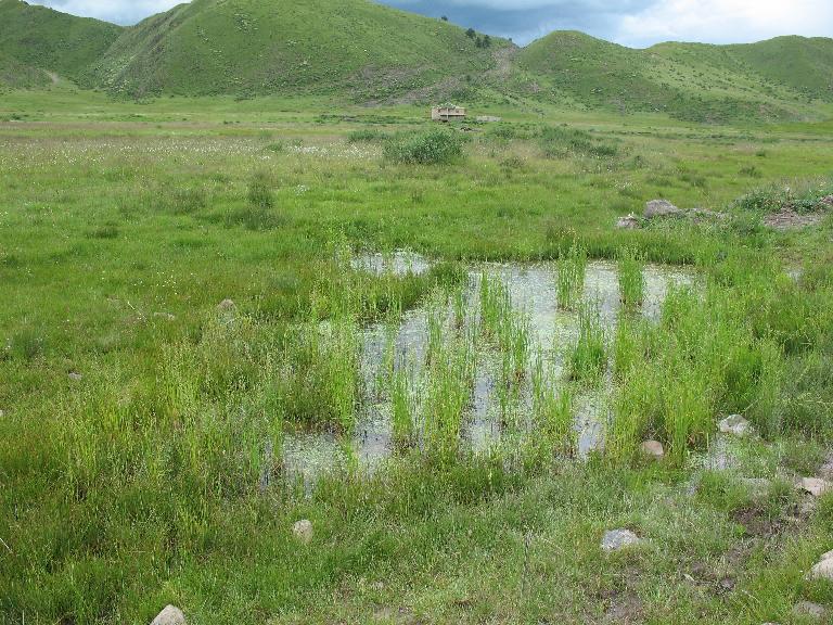 Habitat of Limosella 