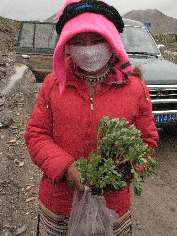 Girl bundled against the cold selling Rhodiola crenulata to passing motorists