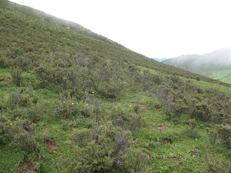 Shrubs of Rhododendron and Potentilla fruticosa Shrubs of Rhododendron and Potentilla fruticosa