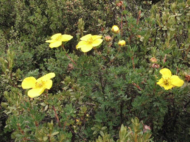 Shrubs of Rhododendron and Potentilla fruticosa Shrubs of Rhododendron and Potentilla fruticosa