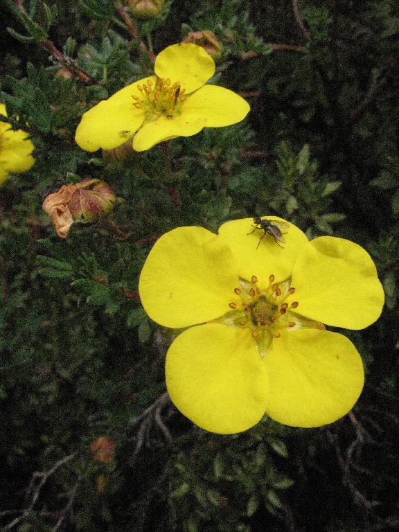 Shrubs of Rhododendron and Potentilla fruticosa Shrubs of Rhododendron and Potentilla fruticosa