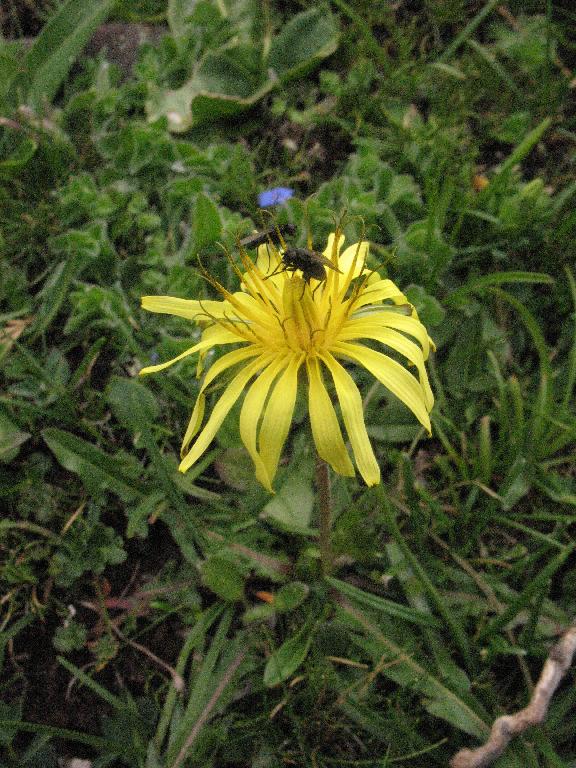Taraxacum - no specimen collected Taraxacum - no specimen collected