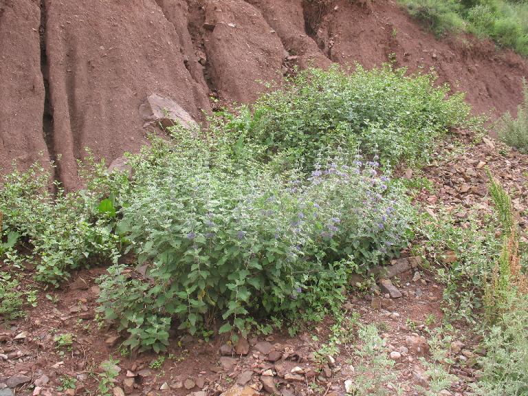 Caryopteris tangutica (front) and Mirabilis himalaica (Edgeworth) Heimerl var. chinensis Heimerl Caryopteris tangutica (front) and Mirabilis himalaica (Edgeworth) Heimerl var. chinensis Heimerl