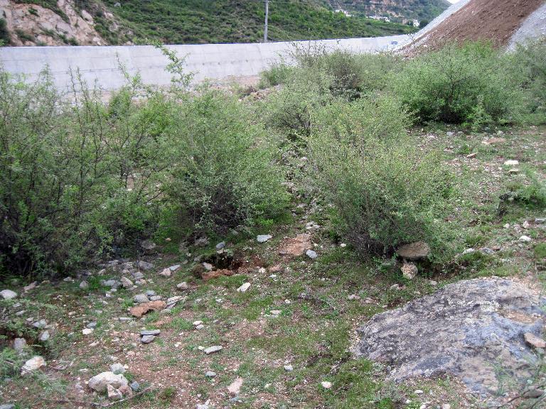 Fill from construction of hydroelectric dams threatening the population of Acanthochlamys