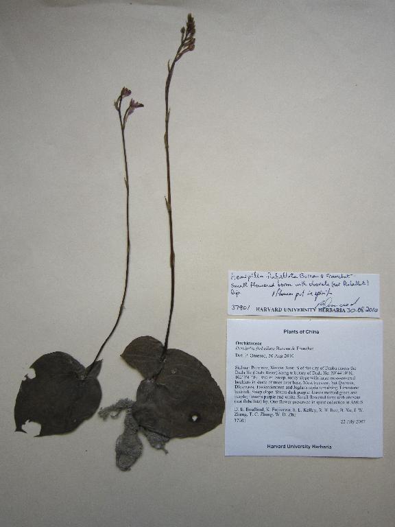 Specimen at Kunming Institute of Botany (KUN)