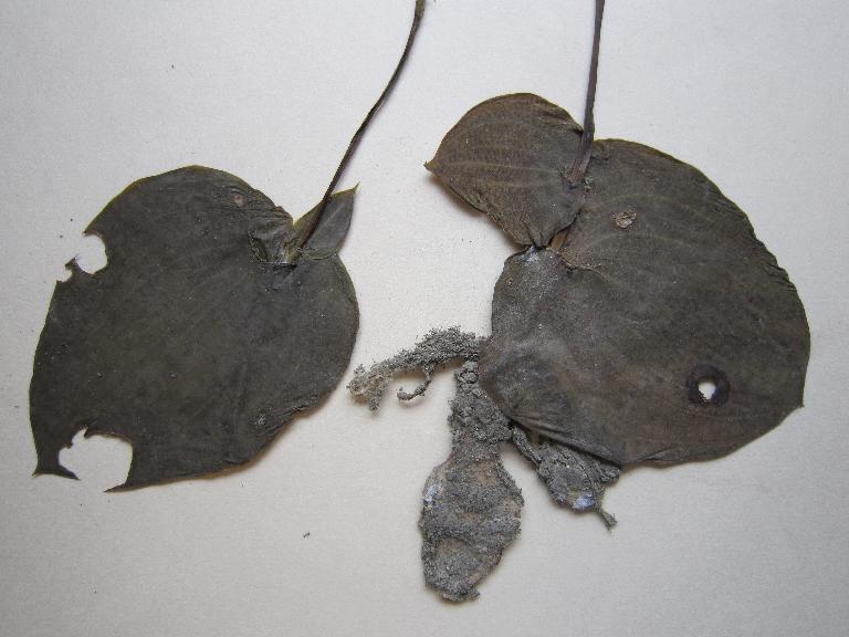 Specimen at Kunming Institute of Botany (KUN)