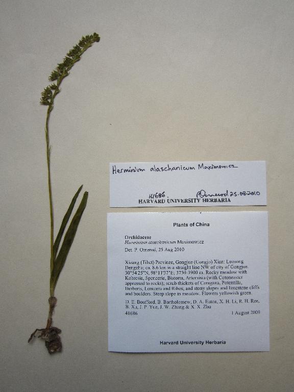 Specimen at Kunming Institute of Botany (KUN)