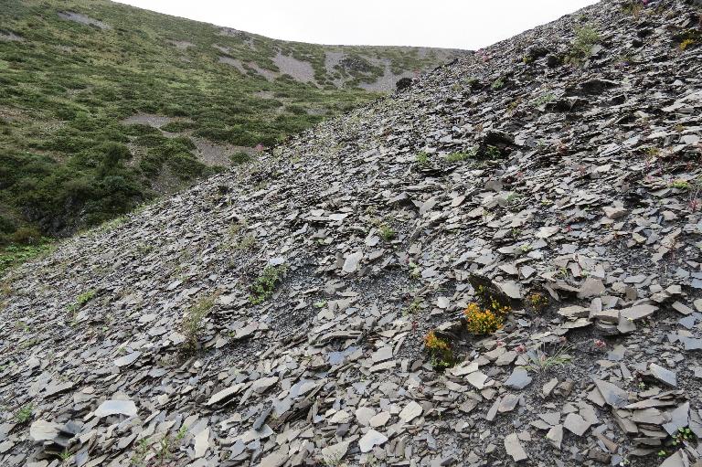 China, Yunnan, Zhongdian Xian. Sichuan-Yunnan border area. NE side of Daxue Shan on ridge across valley running perpendicular to Daxue Shan; 28°35'9"N, 99°50'14"E; 4250-4600 m.