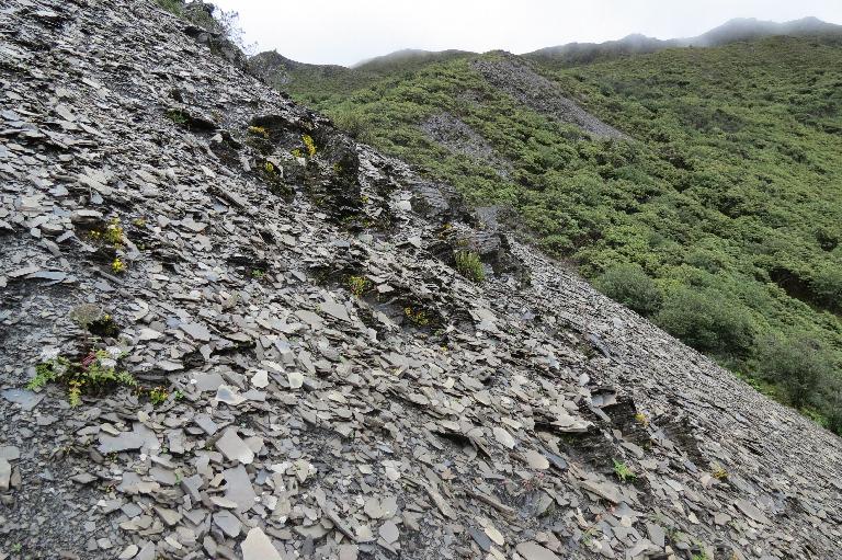 China, Yunnan, Zhongdian Xian. Sichuan-Yunnan border area. NE side of Daxue Shan on ridge across valley running perpendicular to Daxue Shan; 28°35'9"N, 99°50'14"E; 4250-4600 m.