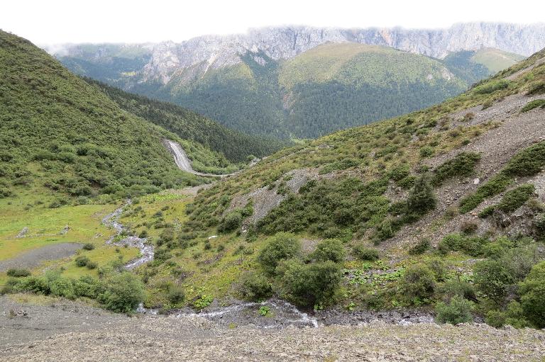 China, Yunnan, Zhongdian Xian. Sichuan-Yunnan border area. NE side of Daxue Shan on ridge across valley running perpendicular to Daxue Shan; 28°35'9"N, 99°50'14"E; 4250-4600 m.