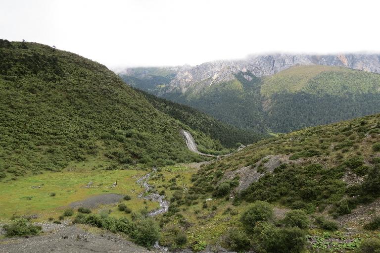 China, Yunnan, Zhongdian Xian. Sichuan-Yunnan border area. NE side of Daxue Shan on ridge across valley running perpendicular to Daxue Shan; 28°35'9"N, 99°50'14"E; 4250-4600 m.