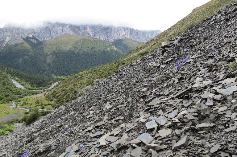 China, Yunnan, Zhongdian Xian. Sichuan-Yunnan border area. NE side of Daxue Shan on ridge across valley running perpendicular to Daxue Shan; 28°35'9"N, 99°50'14"E; 4250-4600 m.