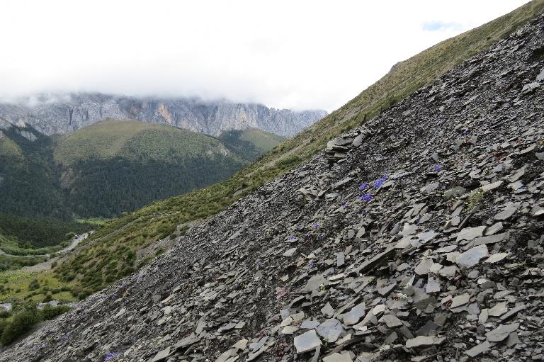 China, Yunnan, Zhongdian Xian. Sichuan-Yunnan border area. NE side of Daxue Shan on ridge across valley running perpendicular to Daxue Shan; 28°35'9"N, 99°50'14"E; 4250-4600 m.
