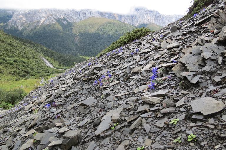 China, Yunnan, Zhongdian Xian. Sichuan-Yunnan border area. NE side of Daxue Shan on ridge across valley running perpendicular to Daxue Shan; 28°35'9"N, 99°50'14"E; 4250-4600 m.