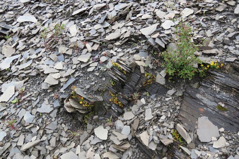 China, Yunnan, Zhongdian Xian. Sichuan-Yunnan border area. NE side of Daxue Shan on ridge across valley running perpendicular to Daxue Shan; 28°35'9"N, 99°50'14"E; 4250-4600 m.