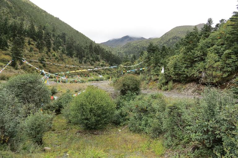 China, Sichuan, Xiangcheng Xian. Sichuan-Yunnan border area. North side of Daxue Shan between Zhongdian and Xiangcheng; 28°35'38"N, 99°50'49"E; 4100-4300 m.