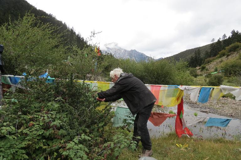 Julian Harber collecting specimens of Berberis. China, Sichuan, Xiangcheng Xian. Sichuan-Yunnan border area. North side of Daxue Shan between Zhongdian and Xiangcheng; 28°35'38"N, 99°50'49"E; 4100-4300 m. Julian Harber collecting specimens of Berberis. China, Sichuan, Xiangcheng Xian. Sichuan-Yunnan border area. North side of Daxue Shan between Zhongdian and Xiangcheng; 28°35'38"N, 99°50'49"E; 4100-4300 m.