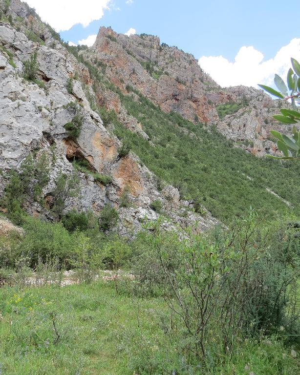 China. Qinghai: Nangqen Xian. Yushu Zangzu Zizhizhou; ca. 15-20 km E of the town of Nangqen along the Za-Qu (Za River) in Shixia Gou; 31°53'37"N, 96°35'46"E; 4100-4200 m.