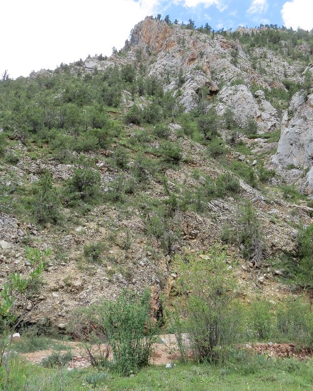 China. Qinghai: Yushu Zangzu Zizhizhou, Nangqen Xian; ca. 15-20 km E of the town of Nangqen along the Za-Qu (Za River) in Shixia Gou; 31°53'37"N, 96°35'46"E; 4100-4200 m.