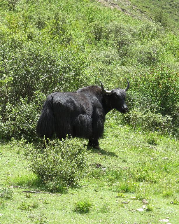 China. Qinghai: Yushu Zangzu Zizhizhou, Nangqen Xian; ca. 15-20 km E of the town of Nangqen along the Za-Qu (Za River) in Shixia Gou; 31°53'37"N, 96°35'46"E; 4100-4200 m.