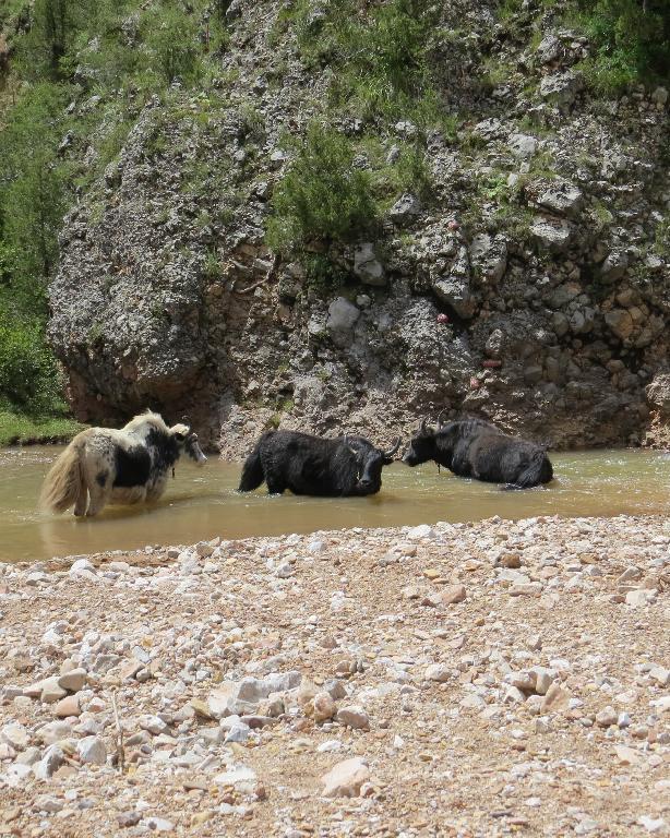 China, Qinghai Province, Yushu Zangzu Zizhizhou, Nangqen Xian; ca. 15-20 km E of the town of Nangqen along the Za-Qu (Za River) in Shixia Gou; 31°53'37"N, 96°35'46"E; 4100-4200 m.