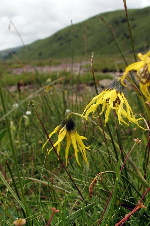 Sichuan: Rangtang (Zamtang) Xian. N of the city of Rangtang (Zamtang) on road to Aba Xian, then E on road to Zhong Rangtang along Maierdi-anma (river), then S along stream ca. half way to Chotuo. 3570-3730m elevation.