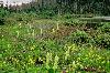 Bog with Primula, Rhododendron and Rheum alexandrae