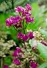 Dominant in low, Rhododendron scrub adjacent to lake