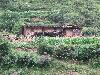 Sichuan: Xiaojin Xian. SW of the city of Xiaojin at Shalong Xiang. 