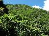 Sichuan: Jinchuan Xian. S of the city of Jinchuan on highway S211 to Dusong Xiang, then W along Sesiman Gou toward border with Maerbang Xiang. 2230-2500 m elevation.