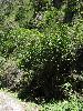 Sichuan: Jinchuan Xian. S of the city of Jinchuan on highway S211 to Dusong Xiang, then W along Sesiman Gou toward border with Maerbang Xiang. 2230-2500 m elevation.